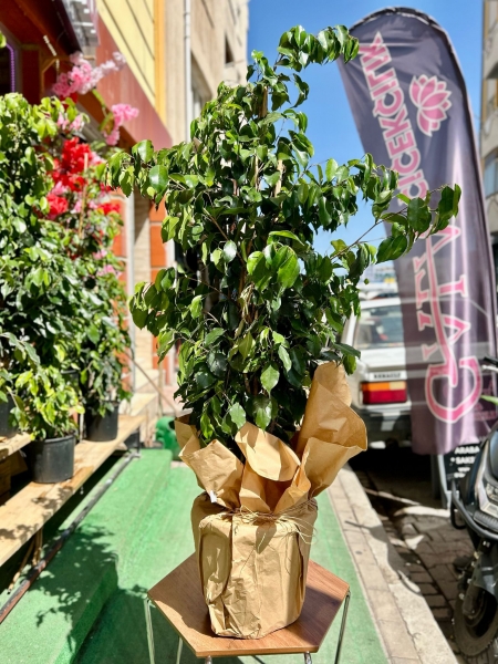 Büyük Boy Ficus Benjamin