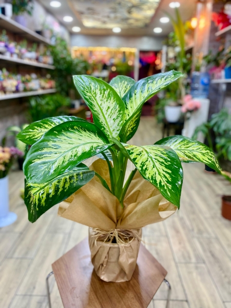 Dieffenbachia Tropic