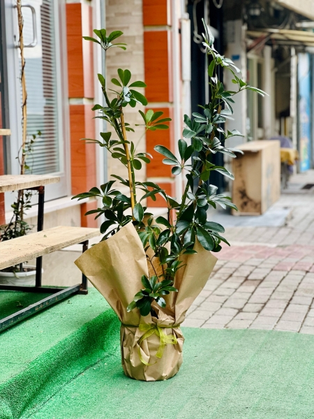 2 Lİ Şeflera Saksı Bitkisi