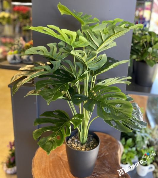 Deve Tabanı Monstera(Jumbo Boy)