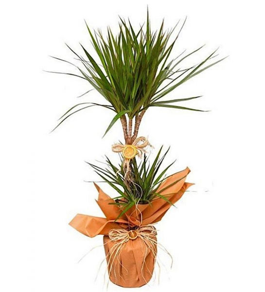 2 li Marginata