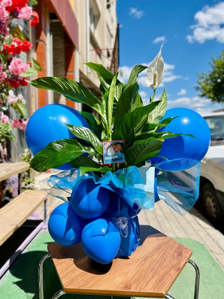 Mavi balonlu Spatifilyum Saksı Bitkisi(Erkek Bebek)
