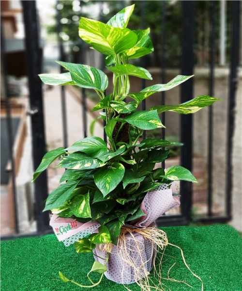 Patos Salon Sarmaşık(80CM)