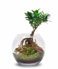 Akvaryum Fanusta Bonsai Teraryum