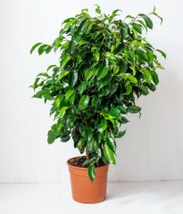 Ficus Benjamina(Orta Boy)