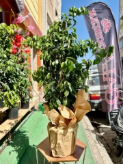 Büyük Boy Ficus Benjamin