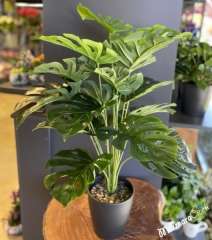 Deve Tabanı Monstera(Jumbo Boy)