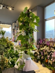 Patos Salon Sarmaşık(135CM)